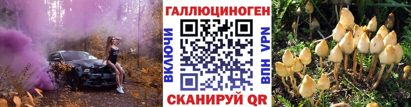 купить   Шумиха  Галлюциногенные грибы Psilocybine cubensis 